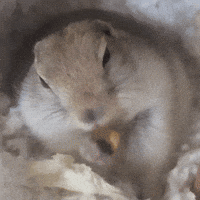 Squirrel GIF