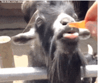 goat licking GIF