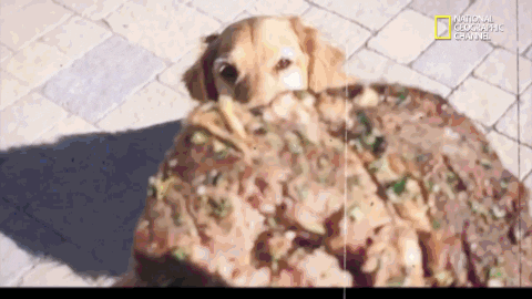Funny Dogs GIF by Nat Geo Wild