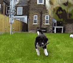 dog fail GIF