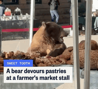 Hungry Sweet Tooth GIF