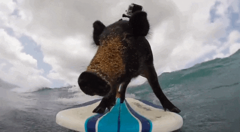 Pig Surfing GIF