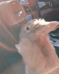 Bunny Driving GIF by Respective