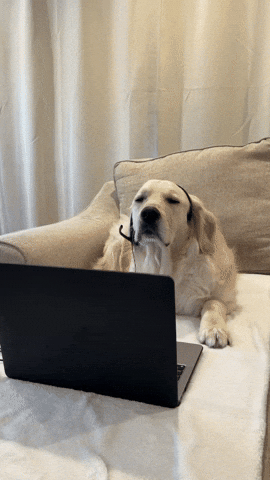 passtherigatoni dog work ugh job GIF