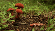 sumofitsparts animation animated worm stop motion GIF