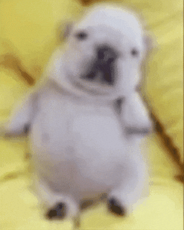 Pvydrow meme dog puppy explosion GIF