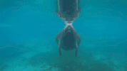 GIF by Dolphin Discovery