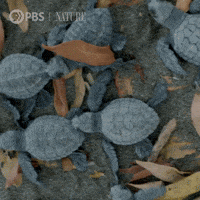 Costa Rica Beach GIF by Nature on PBS
