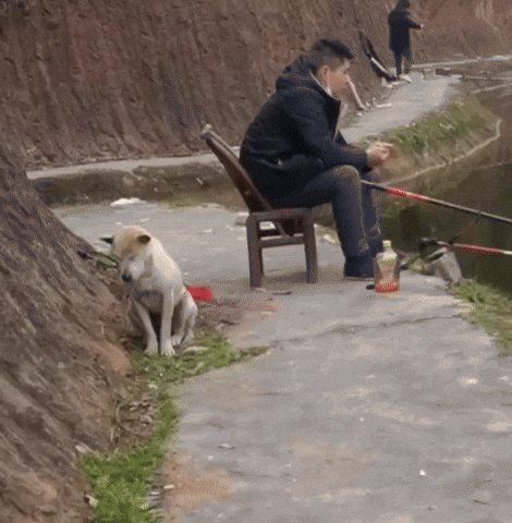 cuteanimalland giphyupload GIF