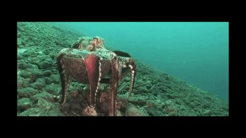 coconut octopus smart sea life GIF by dan 