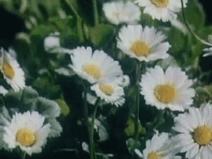 Vintage Flower GIF