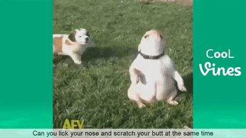 vine bulldog GIF
