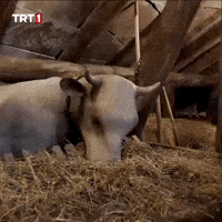 Sad Sleep GIF by TRT