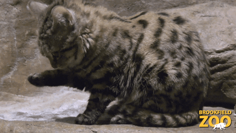 Wildlife gif. Blackfooted cat licks both of its front paws before settling down and crouching on a rock as it looks up and observes.