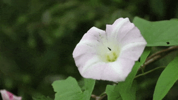 Pink Flower World Wildlife Day GIF by JC Property Professionals