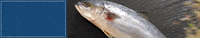 GIF by Food Lover's market
