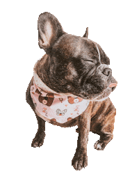 frenchiefriendsbrand frenchie frenchie bulldog frenchie friends frenchie friends brand Sticker