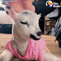 lamb GIF by The Dodo
