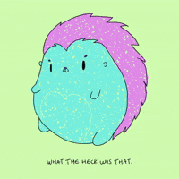 Hedgehog What GIF