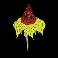 syneidesis flores animacion ilustracion digital GIF