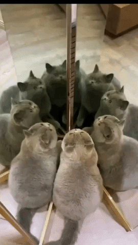 hctorhonoresmolina giphyupload GIF