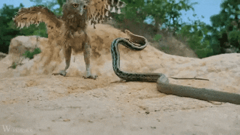 cuteanimalland giphyupload GIF