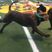 animal planet puppy bowl 2016 GIF by GIPHY CAM