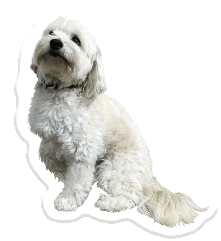 dog doodle Sticker by Pets Add Life