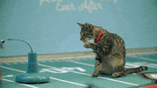Football Cats GIF by Hallmark Channel