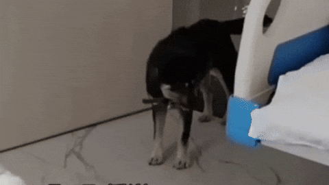 uuusssuuu giphyupload GIF