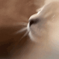Confused Baby Animals GIF by The Dodo