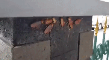 Clever Cockroaches Hide Under Pillar to Escape Rain