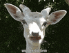 White Deer GIF by Wondeerful farm