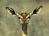 deer eat GIF