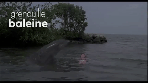 grenouille et la baleine quÃ©bec GIF
