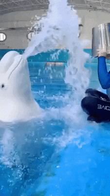 cuteanimalland giphyupload GIF