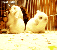 rabbit no GIF