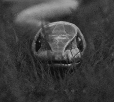 snake satisfying GIF