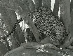 Leopard GIF by Maudit