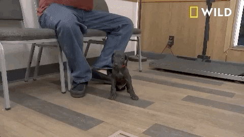 Incredible Dr Pol New Puppy GIF by Nat Geo Wild