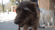 nicki minaj dog GIF by DNCE