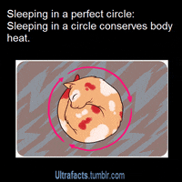 Text gif. Cat is sleeping in a circle and a pink arrow flows around it. Text, "Sleeping in a perfect circle: Sleeping in a circle conserves body heat."