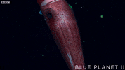 dscsocial  GIF