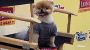 Jeff Goldblum Dogs GIF by National Geographic Channel