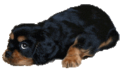 olavtheking dog puppy cavalier cavalierkingcharlesspaniel Sticker
