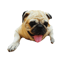 pugs STICKER by imoji