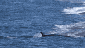 Sea Lion Beach GIF by Nature Is Metal