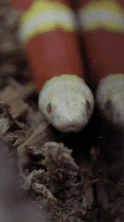 Snake Reptile GIF by Valley Zoo Development Society