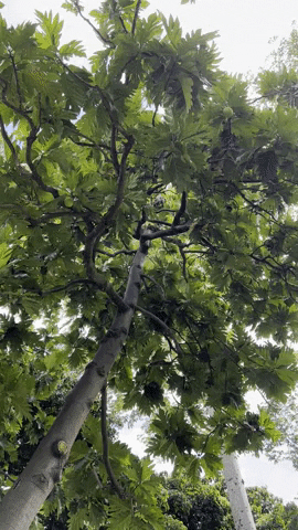 catherinetoth giphyupload GIF