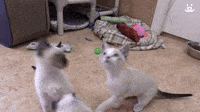 Kitten Cannonball